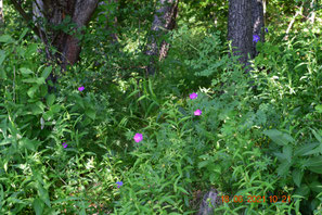 Saumrand mit Geranium sanguineum und Blauroter Steinsame