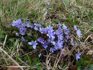 Hepatica nobilis Leberblümchen