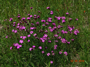 Dianthus carthusianorum Karthäusernelke