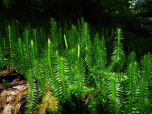 Sprossender Bärlapp, Lycopodium annotinum