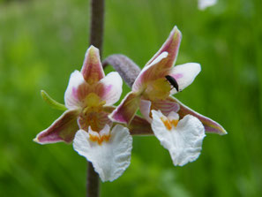 Exotisch anmutende Blüten Epipactis palustris