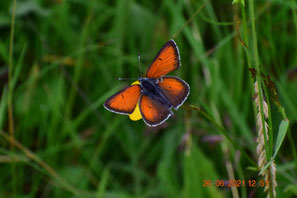 Hippothoe-Männchen (aktuelles Foto aus der Rhön)