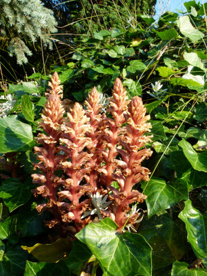 Efeu-Sommerwurz, Orobanche hederae