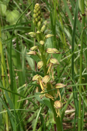 Ohnsporn - Orchis anthropophora; bei Wilferdingen (G. Franke, Mai 2022)