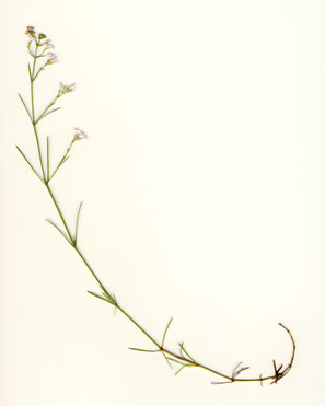 Hügel-Meister - Asperula cynanchica; bei Gräfenhausen - Obernhausen (G. Franke, 20.07.2014) Kat. V in BW
