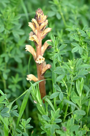 Gelbe Sommerwurz (G. Franke)