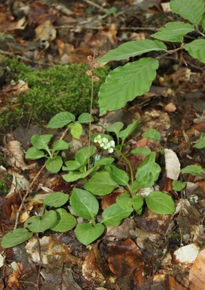 Kleines Wintergrün - Pyrola minor; als gefährdet (3) in den Roten Listen von Deutschland und Baden-Württemberg aufgeführt; in einem lichten Waldstück an der Alten Ittersbacher Str. zwischen Ittersbach und Langensteinbach - beobachtet bis 2018 (G. Franke)