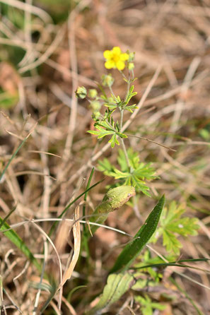 Artengruppe Silber-Fingerkraut - Potentilla argentea agg.; Straßenrand bei Karlsbad-Ittersbach (G. Franke, 10.07.2025)