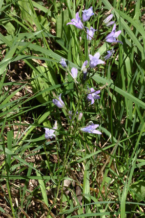 Rapunzel-Glockenblume - Campanula rapunculus; Wegrand bei Karlsbad-Auerbach (G. Franke, 08.08.2023)