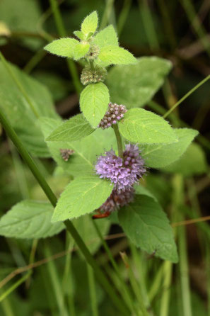 Acker-Minze - Mentha arvensis; Waldwegrand bei Karlsbad-Spielberg (G. Franke, 09.08.2023)