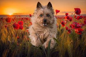 Australian-Terrier-von-den-Grauen-Anfurten Fotogalerie