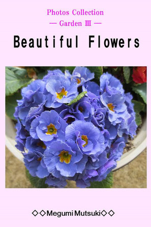  Photos Collection ― Garden Ⅲ ― Beautiful Flowers　Megumi Mutsuki