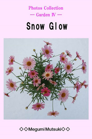 Photos Collection ― Garden Ⅳ ― Snow Glow　Megumi Mutsuki