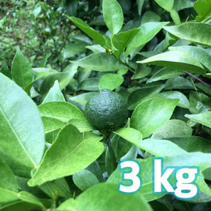 柚子の葉　無農薬 楽天市場】農薬を使用しない 実生 ゆず 有機栽培 無農薬 柚子