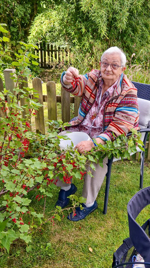 Bewohnerin pflückt Johannisbeeren