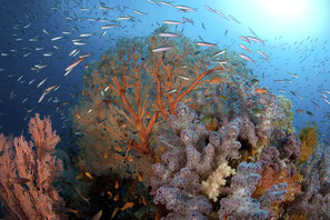 Indonesia colourful reefs, ©Pindito