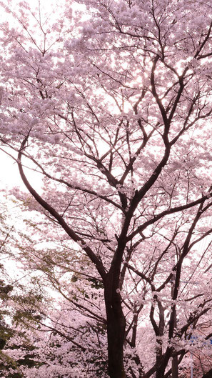 ピンク色の桜写真フリー素材　Pink cherry blossom photo free material