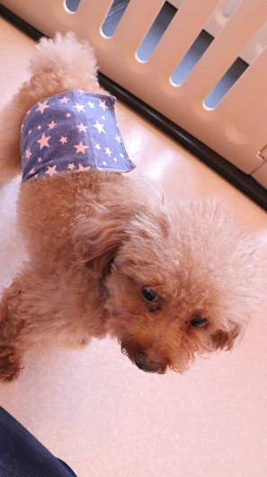 小型犬、トイプードル、犬、室内犬、動物の写真フリー素材　Small dogs, toy poodles, dogs, indoor dogs, animals photos free material