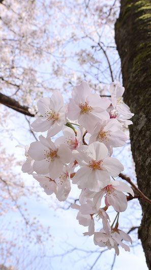 空と桜の画像フリー素材　Sky and cherry blossom image free material