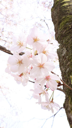 淡い色の桜の写真フリー素材　Photo free material of pale cherry blossoms