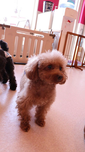 小型犬、トイプードル、犬、室内犬、動物の写真フリー素材　Small dogs, toy poodles, dogs, indoor dogs, animals photos free material
