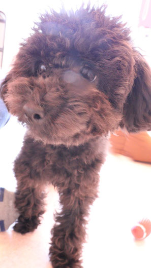 小型犬、トイプードル、犬、室内犬、動物の写真フリー素材 Small dogs, toy poodles, dogs, indoor dogs, animals photos free material