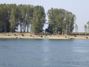 Kühe bein baden in der Donau
