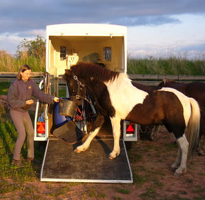 Fetching his feed bucket was my horse's favorite trick