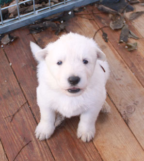 34 herault montpellier bezier nimes berger blanc suisse chiot a vendre vends lof washita ahow