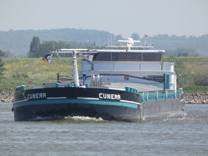 Cunera