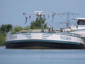 Tigris