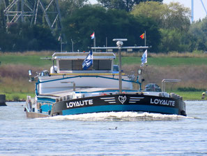 Loyaute