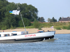 Octopus