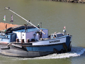 Mvs Seroma