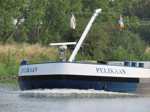 Pelikaan