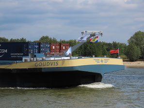 Goudvis