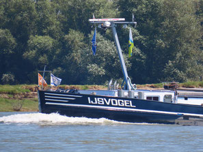 Ijsvogel