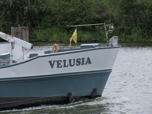 Velusia