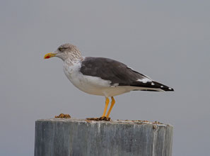 Heringsmöwe