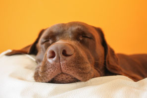 Im Hotel Urania sind Hunde wilkommen