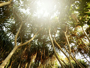 Takonoki Tree