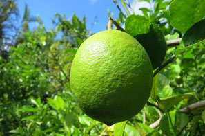 Ogasawara Lemon