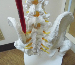 仙骨と腸骨が重なっているところが骨盤の関節