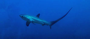 Aware Shark conservation specialty image