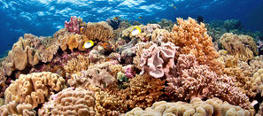 Aware coral reef conservation image