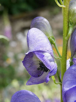 Aconitum napellus - Blauer Eisenhut, Sturmhut - bei hochakuten entzündlichen Erkrankungen , enthalten in metavirulent®, metavirulent® Inj. und metaglobiflu Erkältungsglobuli