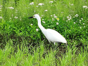 ・チュウサギ　2018年5月19日　新川耕地