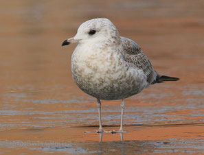 Sturmmöwe im 1. Winterkleid