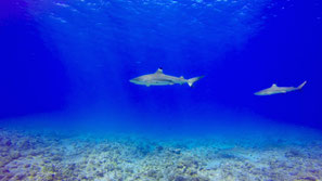 blacktip shark in a clear water of the dive spot in BOra Bora