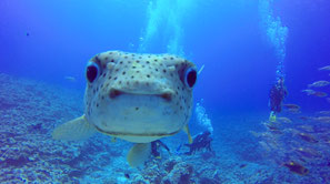 goatfish of Aquarium in Bora Bora